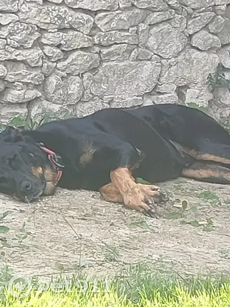 Chien Oyo perdu, Bayas - Collier rouge - photo