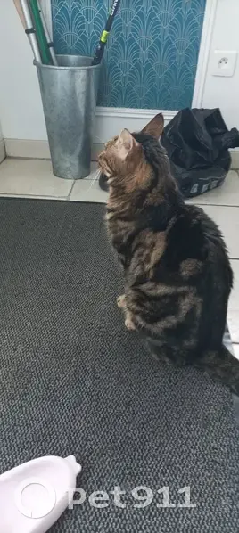 Chatte trigrée câline trouvée - photo