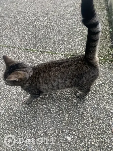 Chat tigré sociable trouvé à Niort - photo
