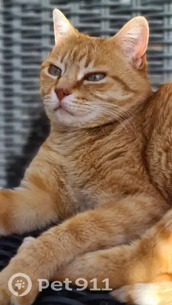Chat tatoué disparu à Blasimon - photo