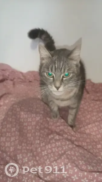 Chat perdu à Nanterre trouvé - photo