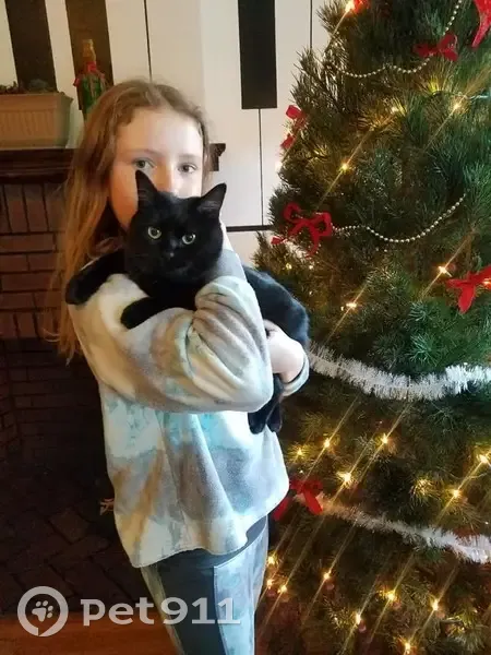 Lost in Austin: Tiny Black Cat with Green Eyes! - photo 2
