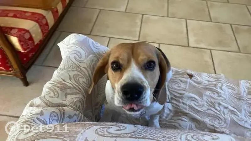 Chien beagle perdu à Langlade - photo