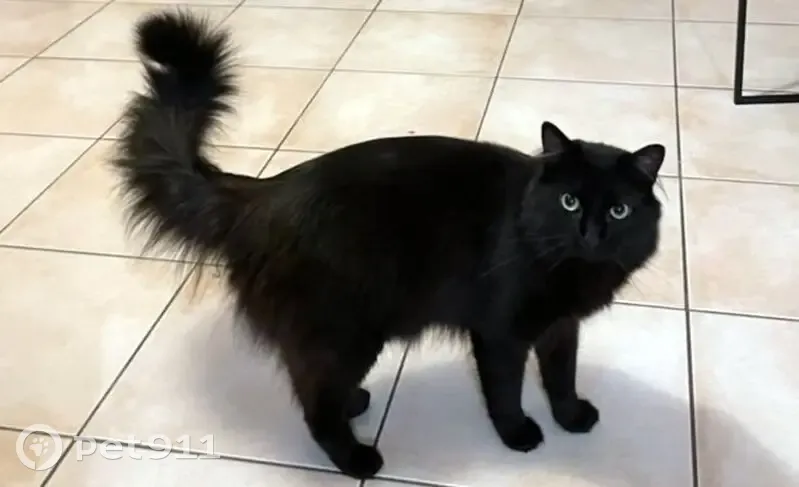 Chat perdu à Bordeaux, aidez-le! - photo
