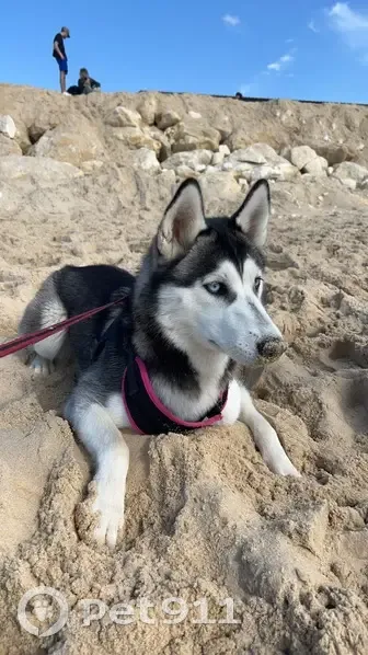 Alerte Husky Perdu: Taika - photo