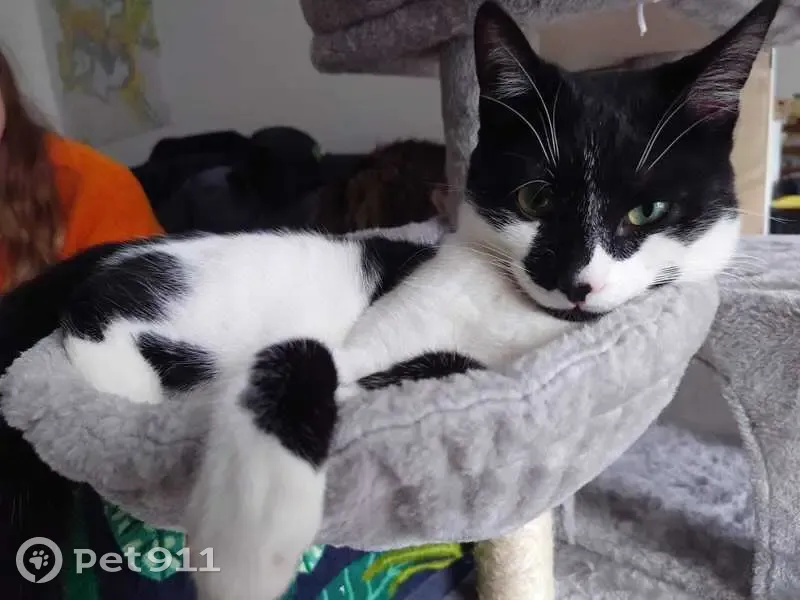 Chat Ubbe disparu à Plouëc-du-Trieux - photo
