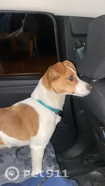 Chien perdu: Aidez Susu ! - photo