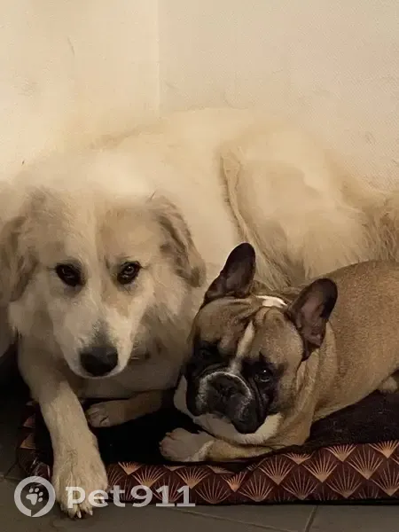 Chien perdu: Pyrénées/Bouledogue - photo
