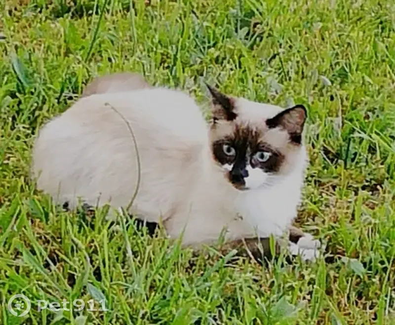 Chat Européen-Siamois Perdu - photo