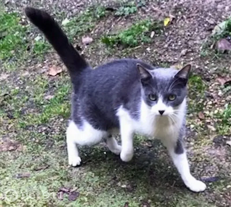 Chatte grise et blanche trouvée - photo