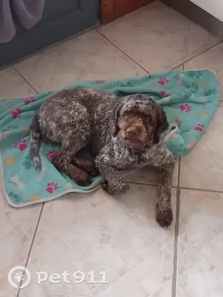 Chien Lagotto Shiva perdu - Challignac - photo