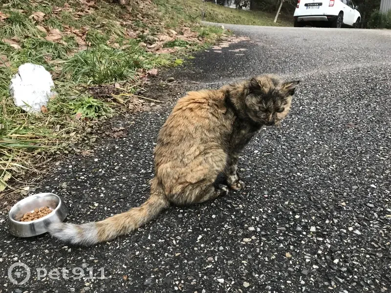 Chat écaille trouvé à Veyrier-du-Lac - photo