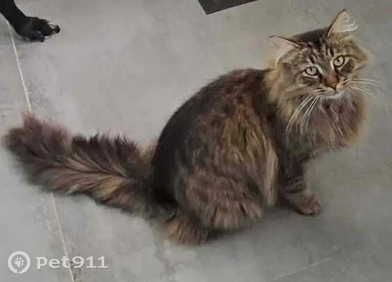 Chat disparu Garçon, Les Sables-d'Olonne (fl492188) - photo
