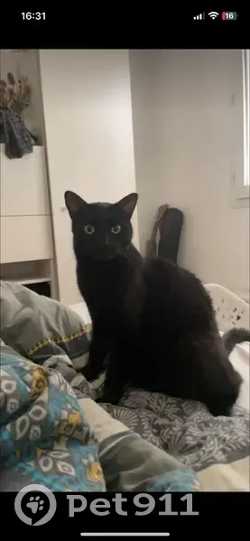 Chat disparu Garçon, Lyon (fl492190) - photo