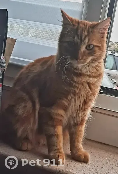 Chat disparu Garçon (fl492194) - photo
