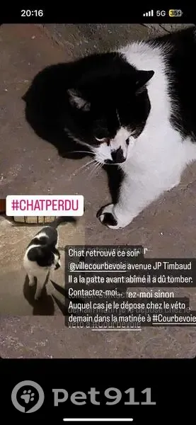Chat trouvé, Courbevoie (ff492216) - photo