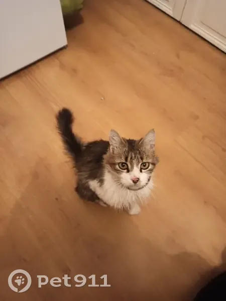 Chat trouvé Fille, Aigueperse (ff492218) - photo