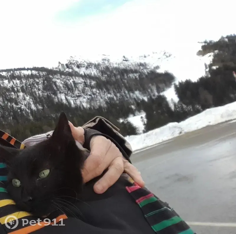 Chat disparu Garçon (fl492225) - photo