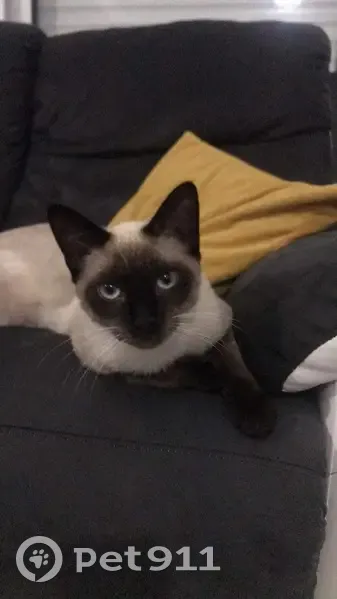 Chat disparu Garçon (fl492230) - photo