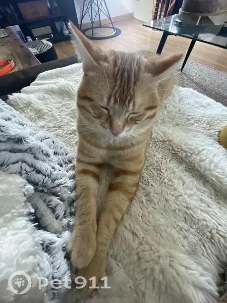 Chat disparu Garçon, Ruy (fl492232) - photo