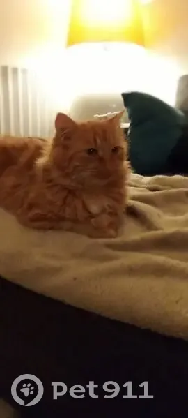 Chat disparu Garçon (fl492235) - photo