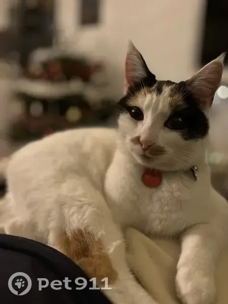 Chat disparu Fille, Jonzac (fl492236) - photo