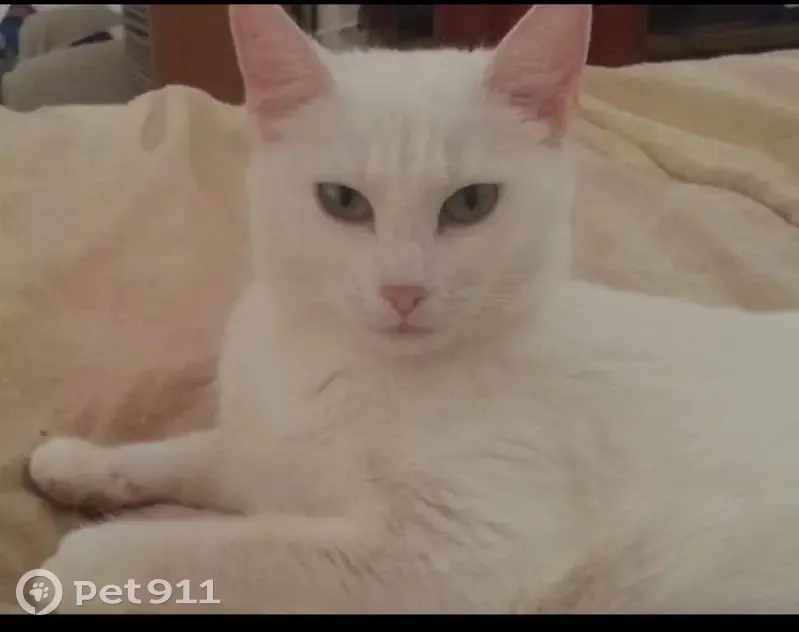 Chat disparu Fille, Rochefort (fl492240) - photo