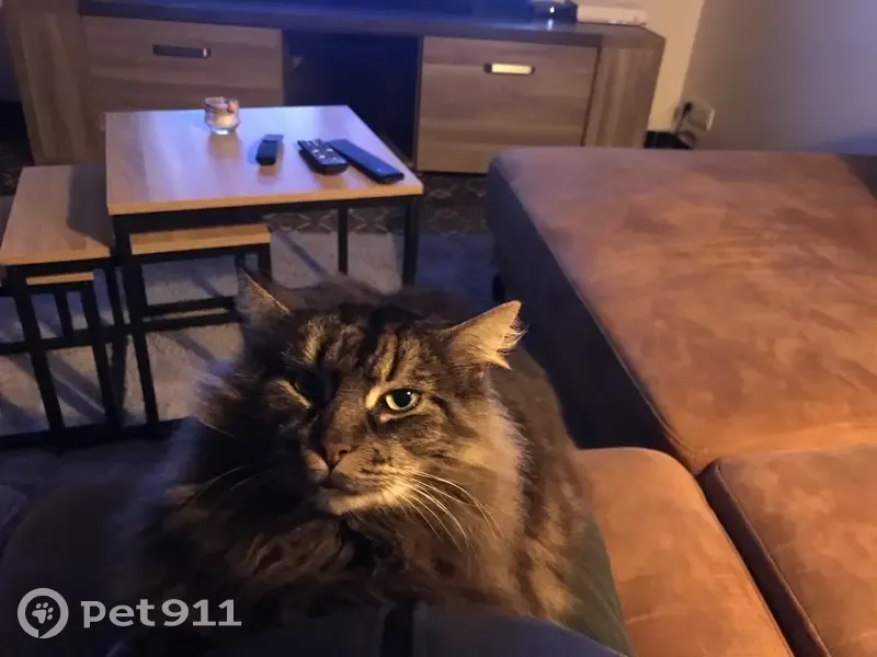 Chat disparu Garçon (fl492241) - photo
