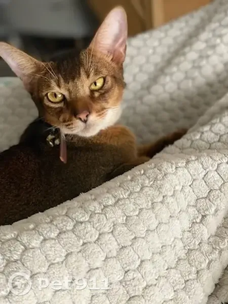 Chat disparu Garçon, Ingré (fl492251) - photo