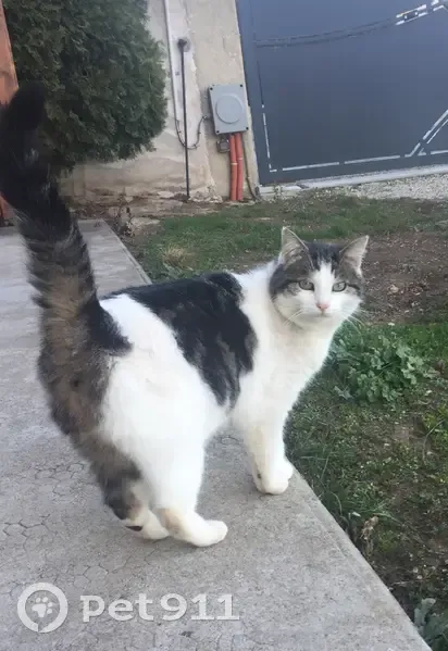 Chat disparu Garçon, Tignieu (fl492252) - photo