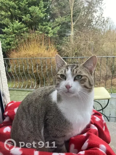 Chat trouvé Garçon, Velaines (ff492253) - photo