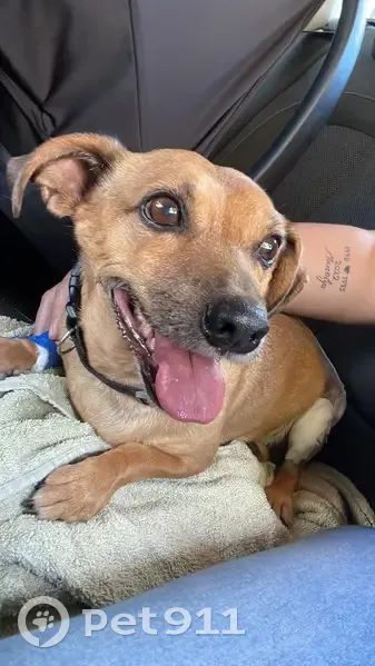 Chien disparu Garçon, Martigues (fl492255) - photo