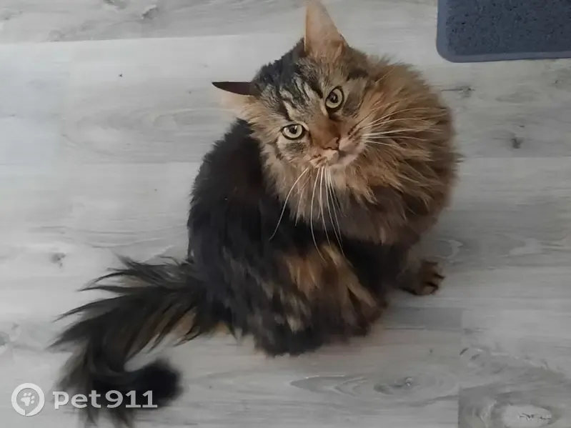 Chat disparu Garçon (fl492257) - photo