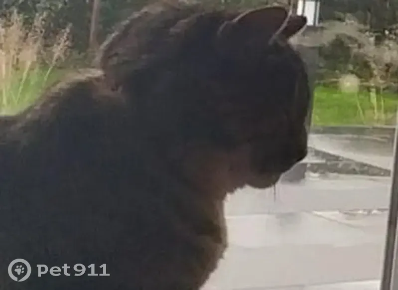 Chat disparu Fille, Ploërmel (fl492266) - photo