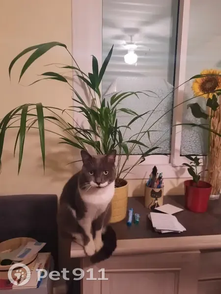 Chat disparu Garçon (fl492270) - photo