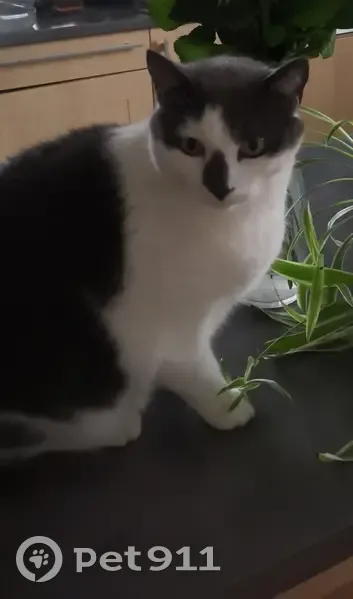 Chat disparu Garçon (fl492274) - photo