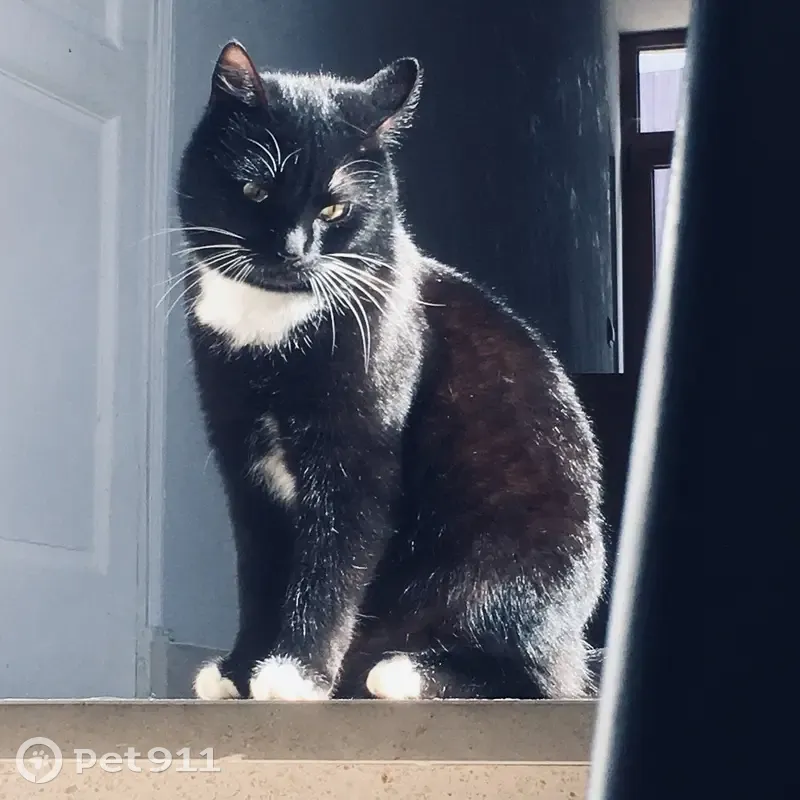 Chat disparu Garçon (fl492276) - photo