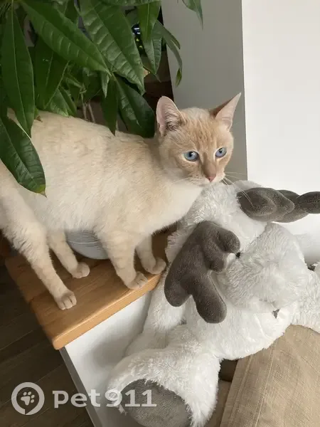 Chat trouvé Garçon, Le Mans (ff492281) - photo