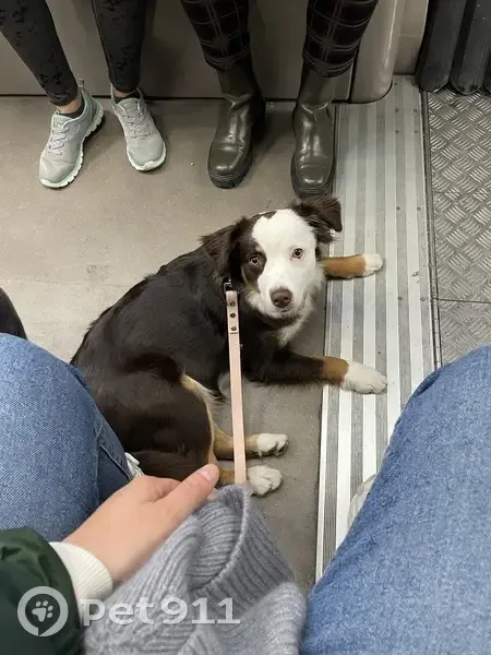 Chien disparu Fille, Paris (fl492285) - photo