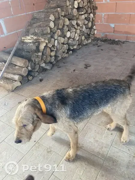 Chien trouvé (ff492302) - photo