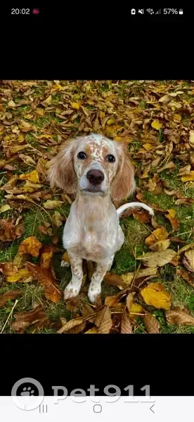 Chien disparu Fille (fl492339) - photo