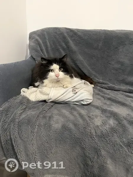 Chat trouvé Garçon, Roisel (ff492340) - photo