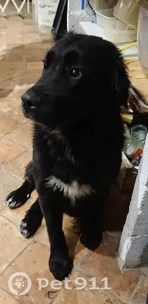Chien trouvé Garçon, Sermérieu (ff492341) - photo