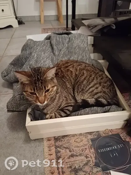 Chat disparu Garçon, L'Escale (fl492345) - photo