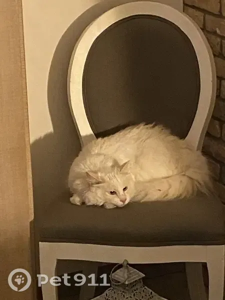 Chat disparu Garçon (fl492358) - photo