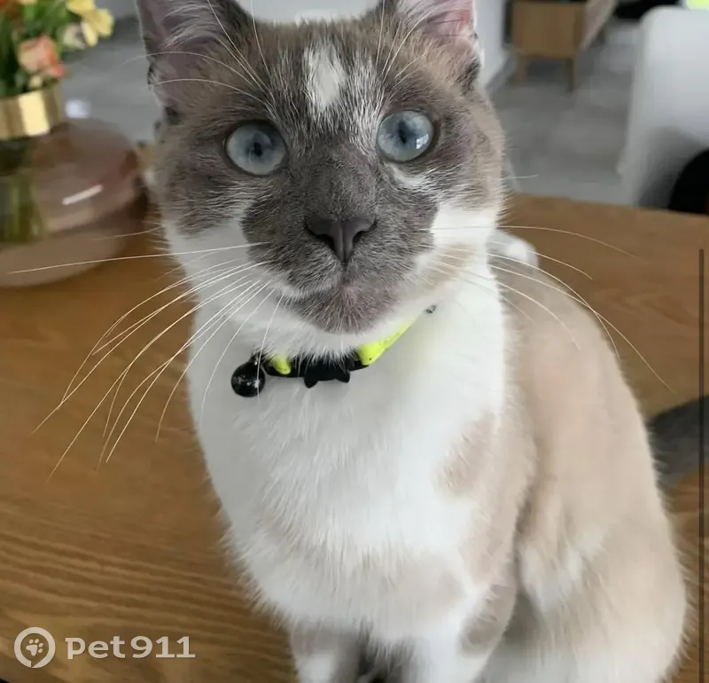 Chat disparu Garçon (fl492368) - photo