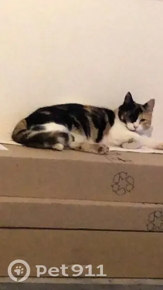 Chat disparu Fille, Alès (fl492367) - photo