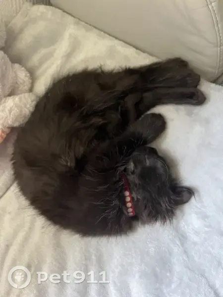 Chat disparu Garçon (fl492382) - photo