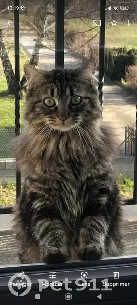 Chat disparu Fille, Tence (fl492385) - photo