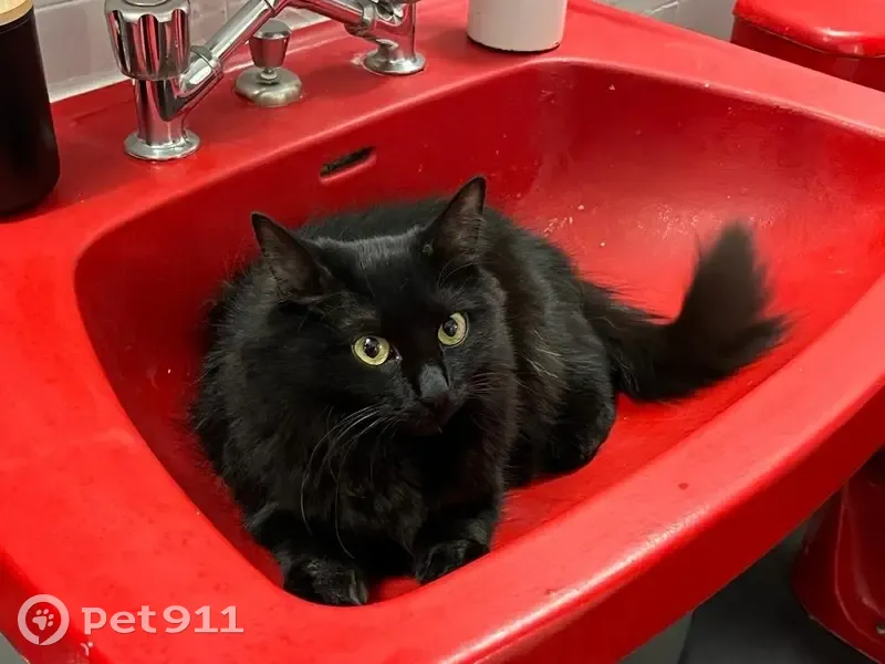Chat disparu Fille, Le Pradet (fl492386) - photo